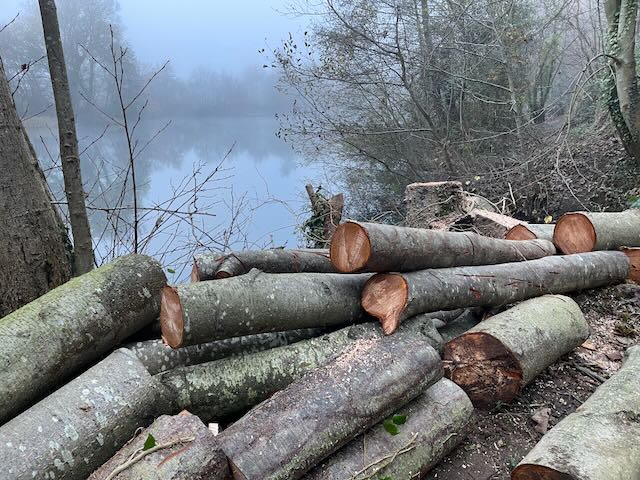 First tree work at the Pits – Emergency felling of Alder