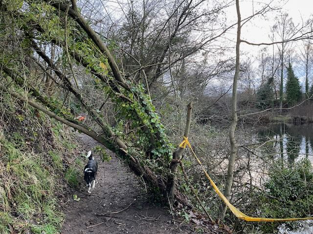 Fallen tree around lake 2 – sorted!